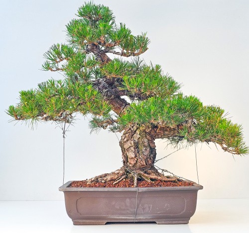 Bonsai schwarzkiefer pinus - bonsai,