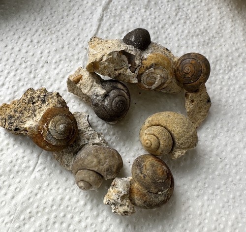 Set fossile schnecken - fossile,
