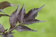 Sambucus nigra 'Black Beauty', Schwarzer Holunder, dunkelviolett, 40–60 cm