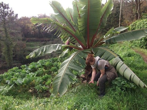 Winterharte banane musa - winterharte,