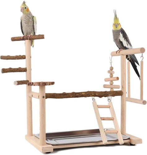 Wellensittich spielplatz - wellensittich,