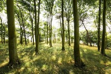 Keilrahmenbild KOMAR DÄNISCHE BUCHEN, BxH 90x60 cm