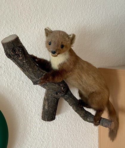 Tierpräparat steinmarder - tierpräparat,
