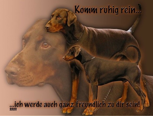 Dobermann hundewarnschild - dobermann,