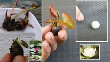 weisse Zwerg-Seerose Deko für das Aquarium & den Teich Wasserpflanzen Pflanzen