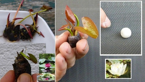 Weisse zwerg seerose deko - deko, für