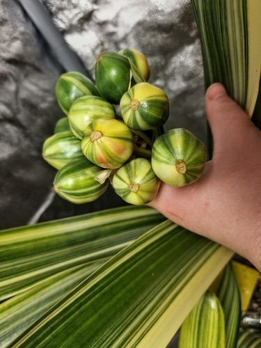 Clivia miniata variegata seeds
