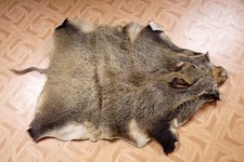 Schönes Wildschweinfell Wild