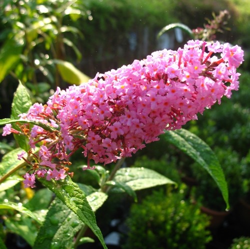 Sommerflieder pink delight - sommerflieder,