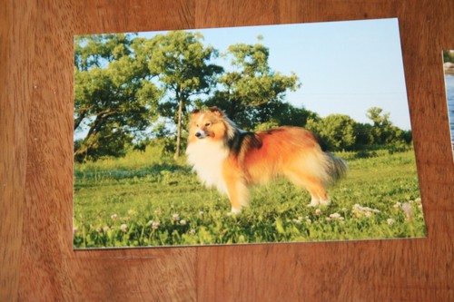 Hunde postkarte von poster xxl - postkarte,