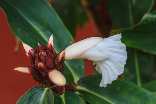 Samen exotische - exotische,