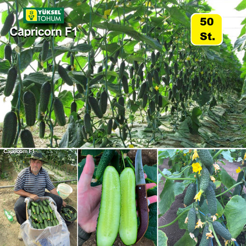 Gurkensamen capricorn f1 - 50,