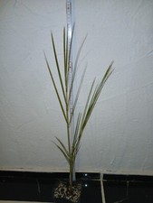 Pseudophoenix Vinivera 75 cm, Weinpalme, Zimmerpalme