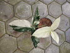 Syngonium Albo Mutation