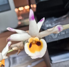 Dendrobium pendulum dark - dendrobium,