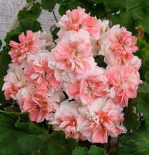 Zonartic Geranie Pelargonie