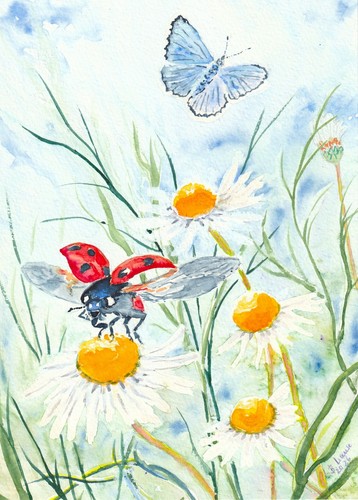 Marienkäfer 18x25 insekten - marienkäfer,