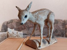 Rehkitz Kitz Tierpräparat