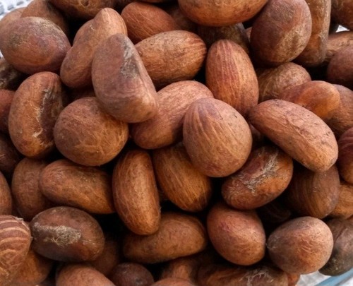 Bittere kolanuss garcins - kolanuss,