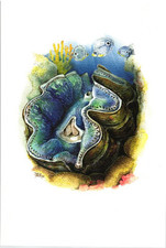 Riesenmuschel (Tridacna gigas)