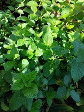 7  Pfefferminz  Pflanzen, Minze Gewürz Heilpflanze Kräuter mehrjährig