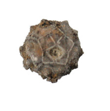 Kreide  Goniophorus scotti