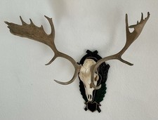 Hirschgeweih damhirsch - hirschgeweih, ,damhirsch-
