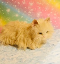 HASBRO FURREAL FRIENDS KATZE