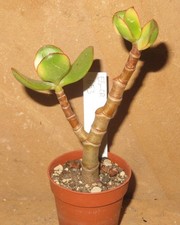 Crassula argentea cv Maruba Kagetsu variegata EB-CR653-T5 Geldbaum Ovata