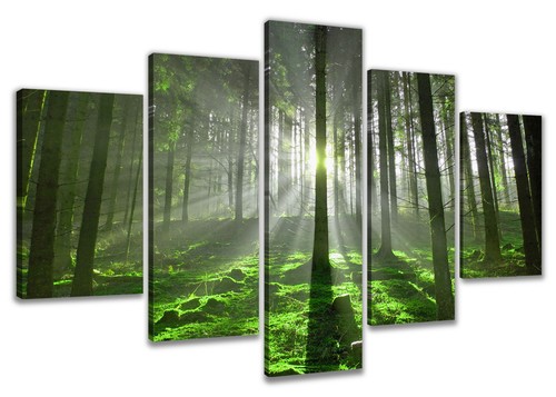 Bild tlg wald - tlg, sonnenstrahlen