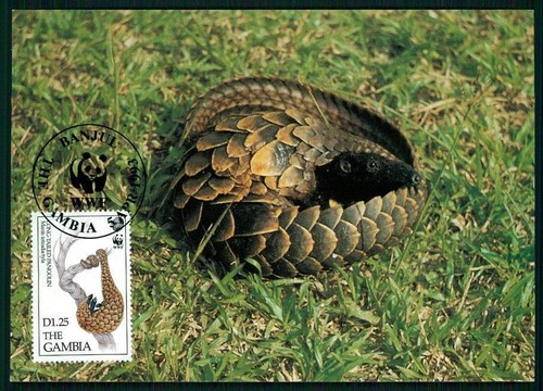 Gambia wwf fauna pangolin - mk,