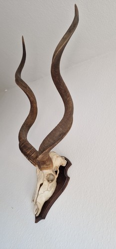 Kudu geweih jagdtrophäe - kudu,