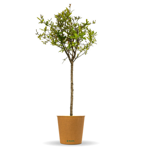 Granatapfelbaum gregor ca - granatapfelbaum, "gregor"