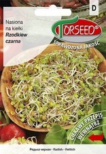 Schwarzer Rettich, Samen für