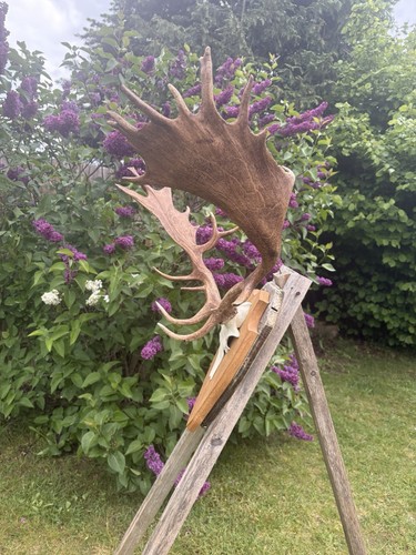 Damhirsch geweih - damhirsch, ,geweih