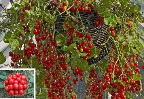 Honig tomaten - 3, honig-tomaten