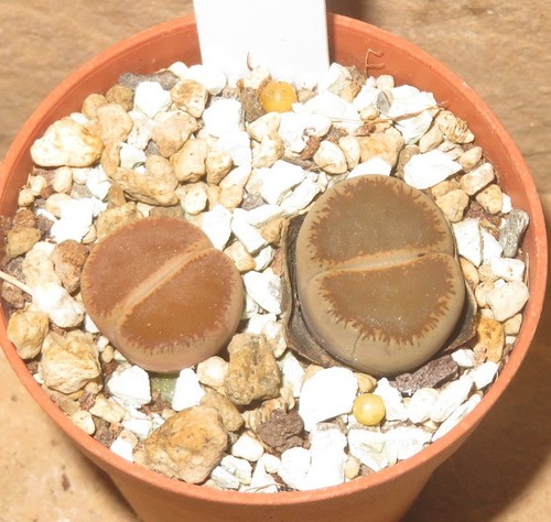 Lithops lesliei venteri cv - 2x,