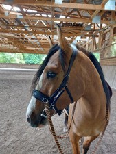 Waldhausen Lederkappzaum