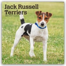 Jack Russel Terriers - Jack
