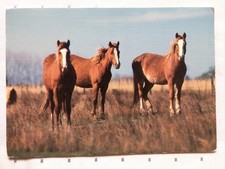 AK Postkarte Pferde, Frankreich, ESP Paris, Pferde auf der Weide