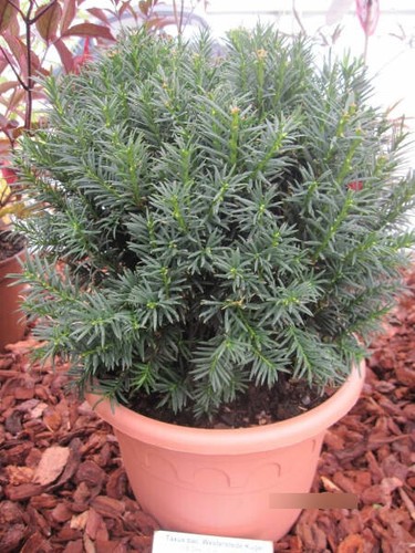 Taxus baccata westerstede - taxus,