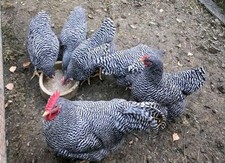 Amrock Huhn BRUTEIER