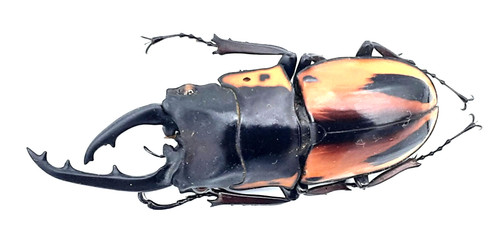 Lucanidae prosopocoilus - lucanidae,,