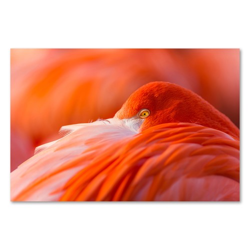 Postereck 1030 poster leinwand - postereck,