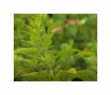 1 g Zitronenmelisse mehrjährig Garten Pflanzen - Samen F-S49