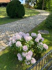 Natursteinpflaster muschelkalk 14x17 cm  25t Kopfstein Natursteinpflaster Antik