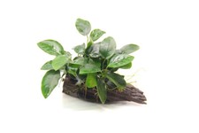 Dennerle Anubias barteri var. nana auf Saugwurzel