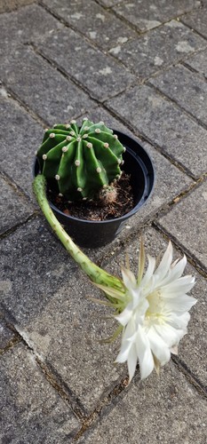 Blühfähiger domino kaktus - blühfähiger, domino-kaktus
