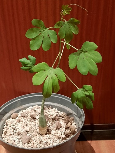 Adenia glauca caudex mit - adenia,