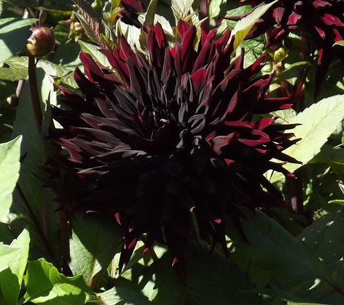 Dahlien - ,